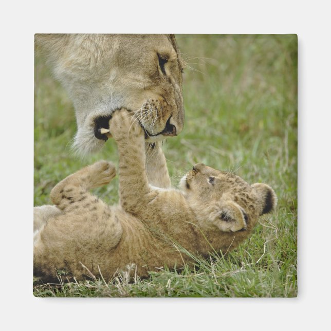 Lion Cub Playing Magnet (Vorne)