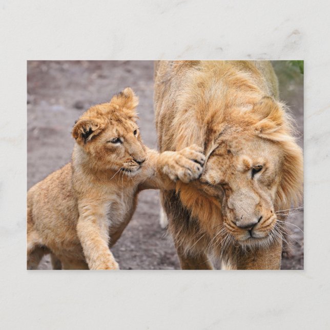 Lion Cub Playing mit seiner Mutter Postkarte (Vorderseite)