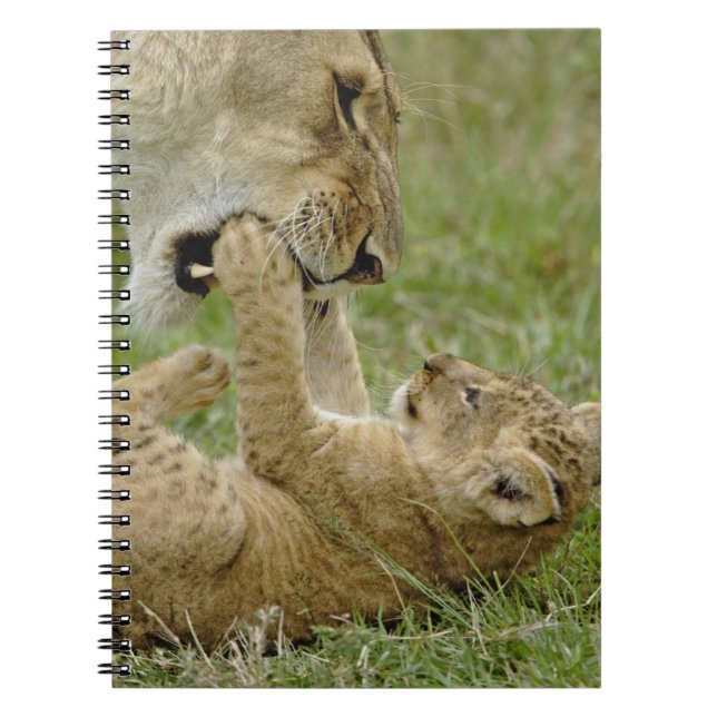 Lion Cub Playing Notizblock (Vorderseite)