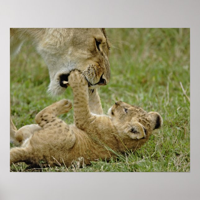 Lion Cub Playing Poster (Vorne)