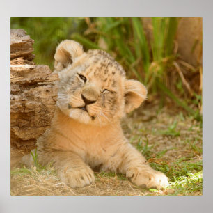 Lion Cub Poster
