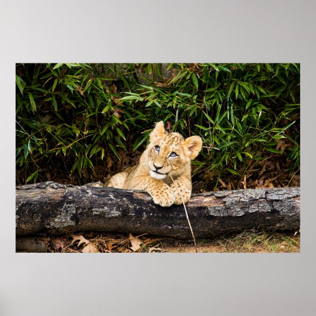 Lion Cub Poster (Vorne)