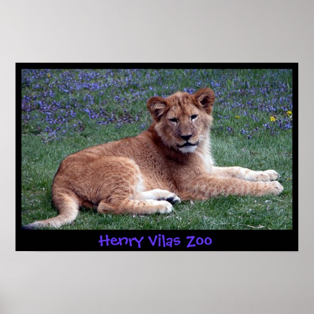 LION CUB POSTER (Vorne)