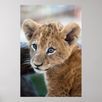 Lion Cub