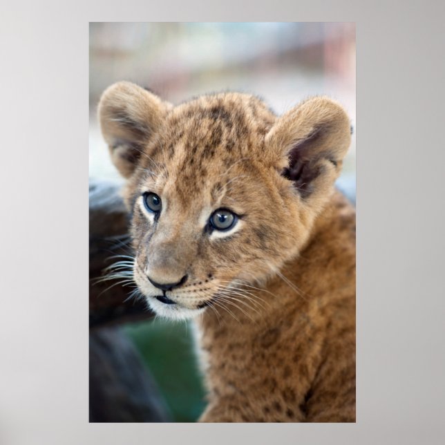 Lion Cub Poster (Vorne)