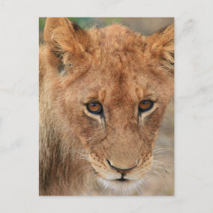 Lion Cub Postkarte