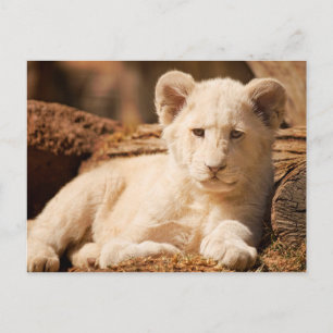 Lion Cub Postkarte
