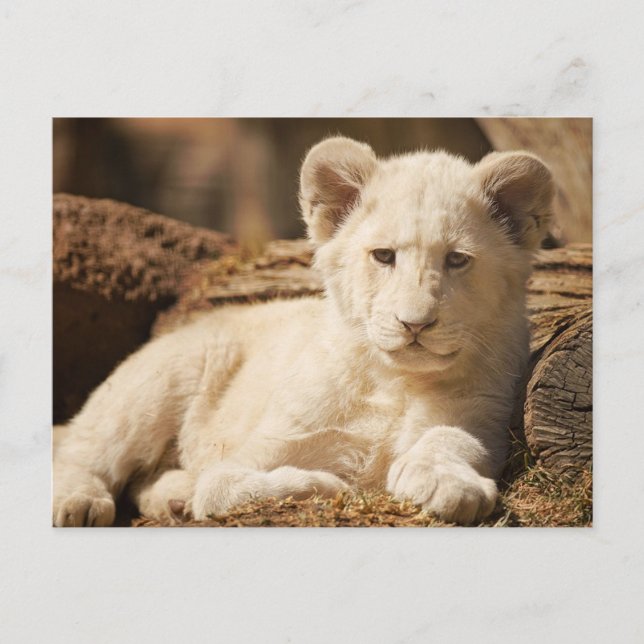 Lion Cub Postkarte (Vorderseite)