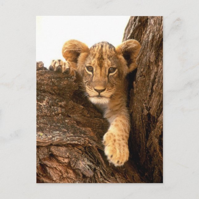 Lion Cub Postkarte (Vorderseite)