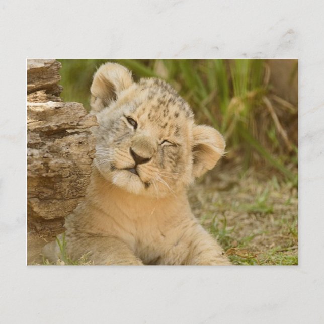 Lion Cub Postkarte (Vorderseite)
