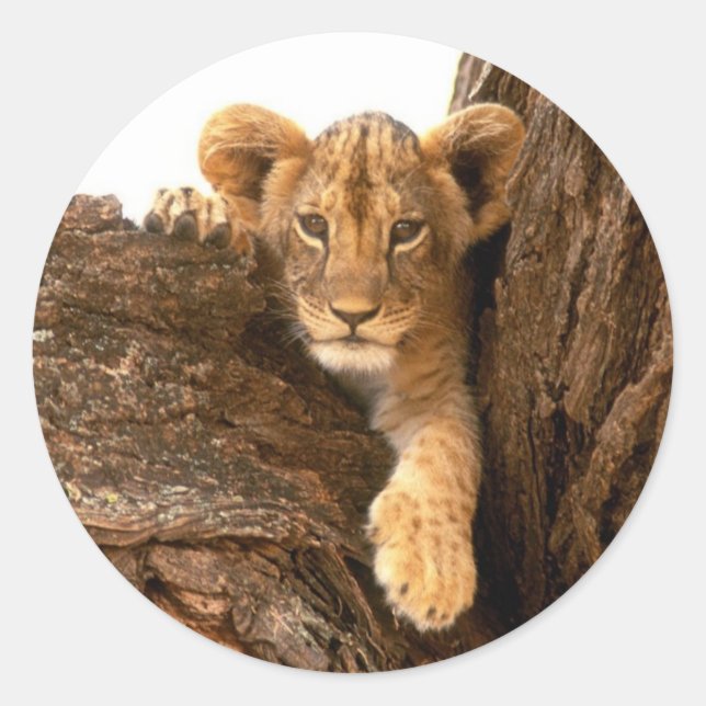 Lion Cub Runder Aufkleber (Vorderseite)
