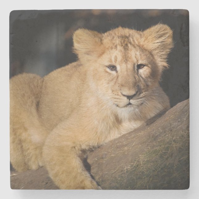 Lion Cub Steinuntersetzer (Vorderseite)
