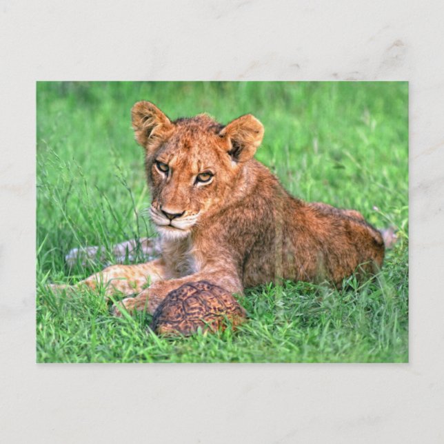 Lion cub und Schildkröte Postkarte (Vorderseite)