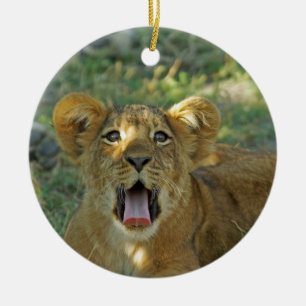 Lion Cub Yawn Keramikornament