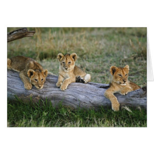 Lion Cubs auf Log