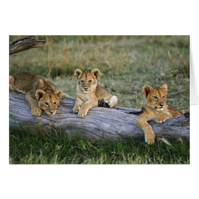 Lion Cubs auf Log (Vorderseite (Horizontal))