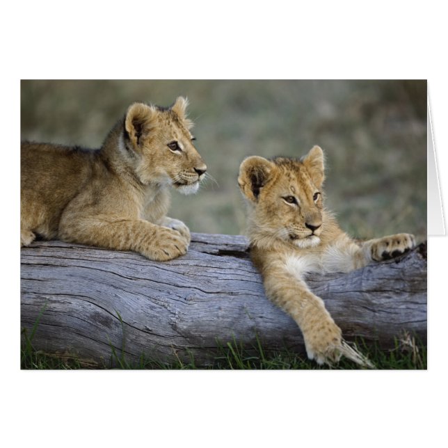 Lion Cubs auf Log (Vorderseite (Horizontal))