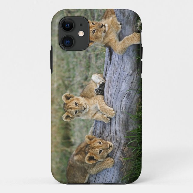 Lion Cubs auf Log Case-Mate iPhone Hülle (Rückseite)