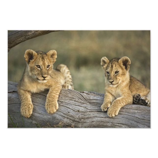 Lion Cubs auf Log Fotodruck (Vorne)