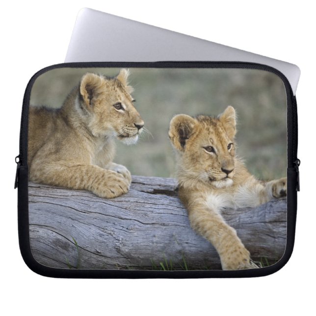 Lion Cubs auf Log Laptopschutzhülle (Vorderseite)
