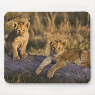 Lion Cubs auf Log Mousepad