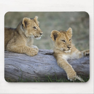 Lion Cubs auf Log Mousepad