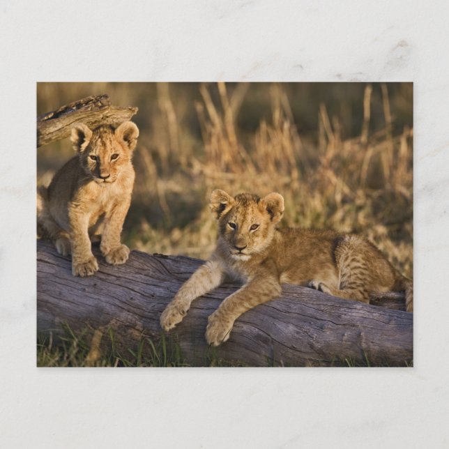 Lion Cubs auf Log Postkarte (Vorderseite)