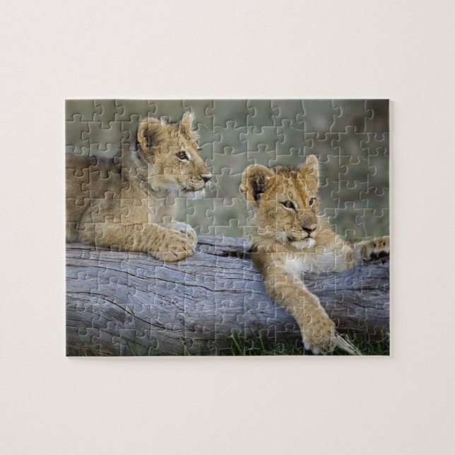 Lion Cubs auf Log Puzzle (Horizontal)