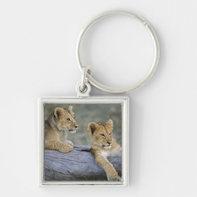 Lion Cubs auf Log Schlüsselanhänger (Vorne)
