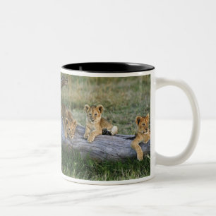 Lion Cubs auf Log Zweifarbige Tasse