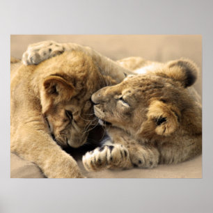 Lion Cubs beste Freunde Poster