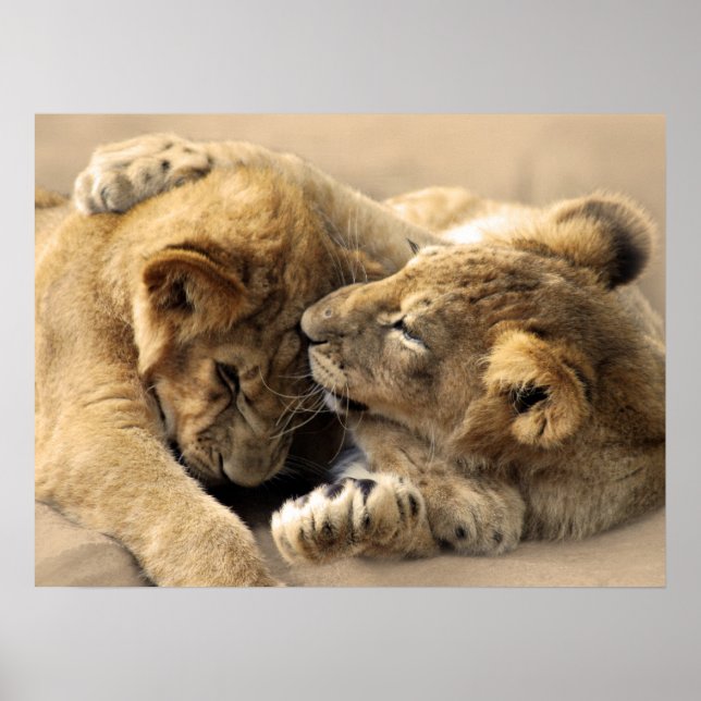 Lion Cubs beste Freunde Poster (Vorne)