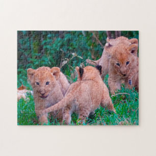 Lion Cubs Big Cats. Puzzle
