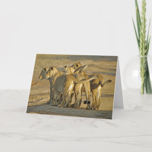 Lion Cubs Karte (Vorderseite)