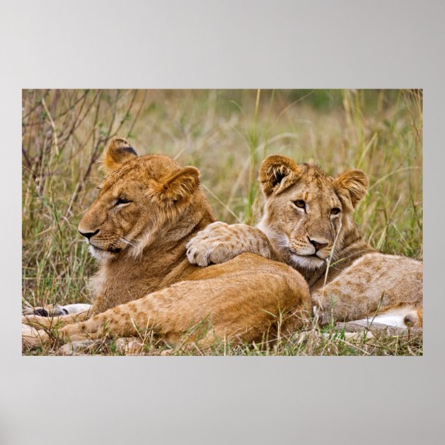 Lion Cubs Lounging Poster (Vorne)
