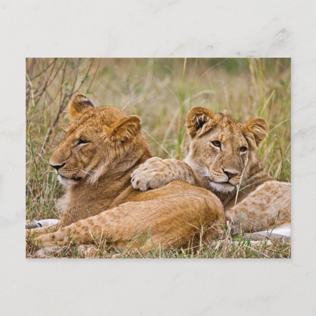 Lion Cubs Lounging Postkarte (Vorderseite)