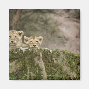 Lion Cubs pinkeln über den Felsen Magnet