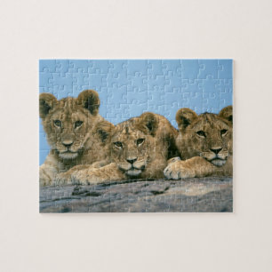 Lion Cubs Puzzle