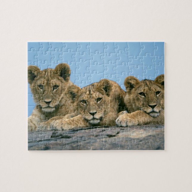 Lion Cubs Puzzle (Horizontal)
