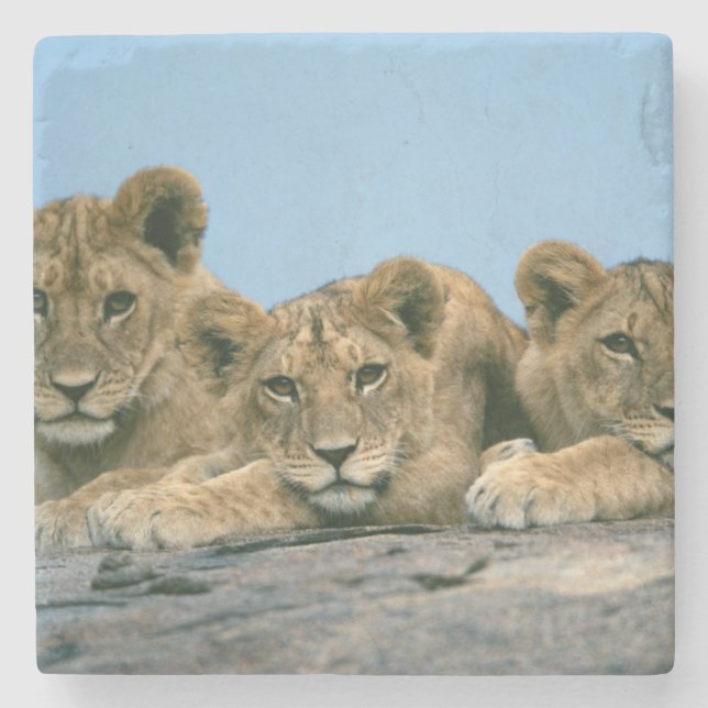 Lion Cubs Stone Untersetzer (Vorderseite)