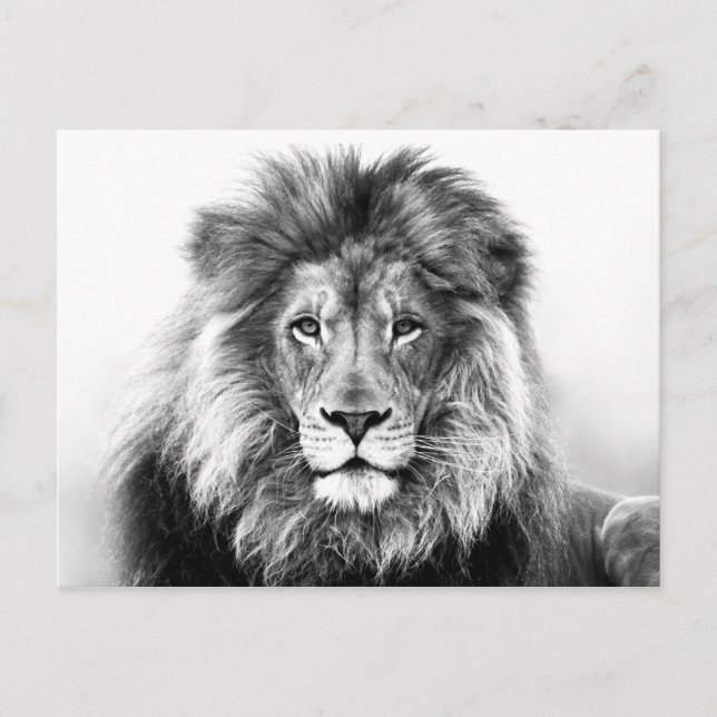 Lion Design Postkarte (Vorderseite)