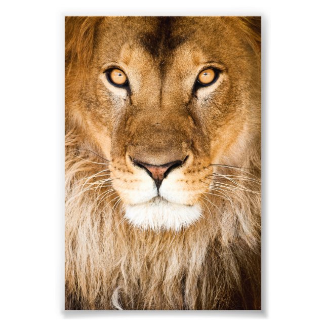 Lion Face Closeup Fotodruck (Vorne)