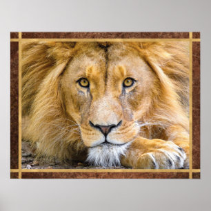 Lion Face Foto Poster