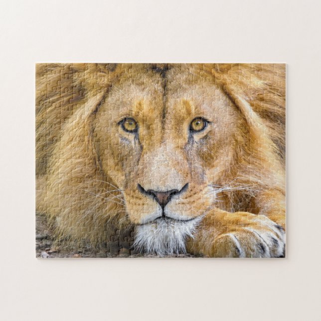 Lion Face Foto Puzzle (Horizontal)