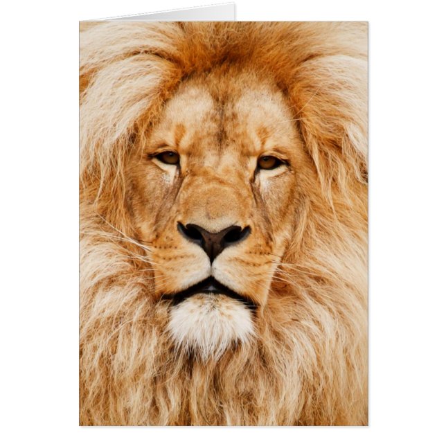 Lion Face Fotograf (Vorne)