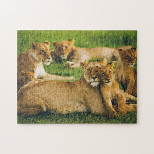 Lion Family Mother Cubs Baby Lions Jungle Savannah Puzzle