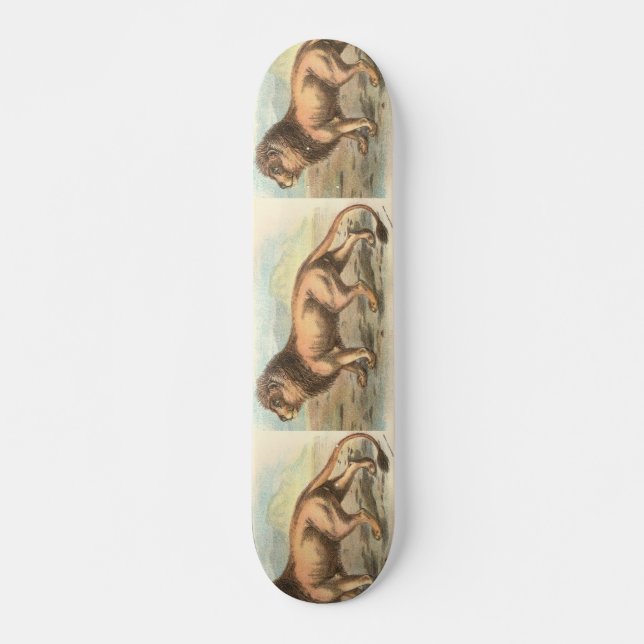Lion, Felis leo Skateboard (Vorne)