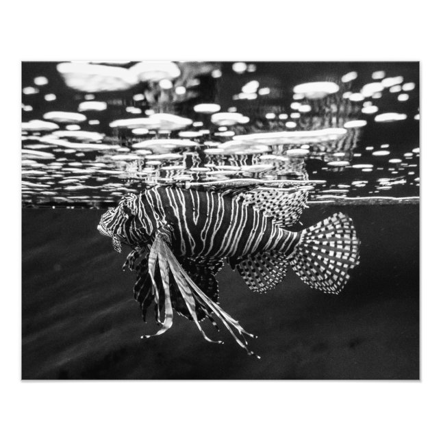 Lion Fish Fotodruck (Vorne)