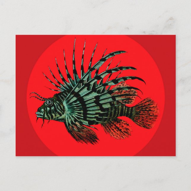 Lion fish Postkarte (Vorderseite)