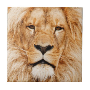 Lion Fliese
